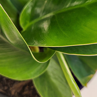 Philodendron erubescens Imperial Green
