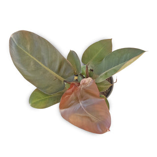 Philodendron erubescens Imperial Red
