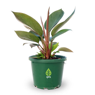 Philodendron erubescens Congo Apple