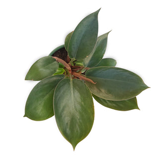 Philodendron erubescens Congo Apple