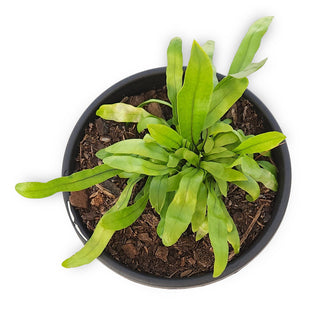 Microsorum pustulata (Kangaroo Fern)
