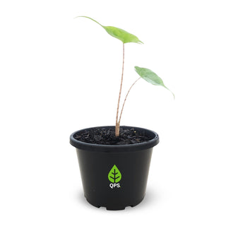 Alocasia macrorrhiza Stingray