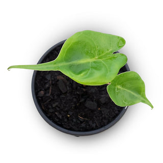 Alocasia macrorrhiza Stingray