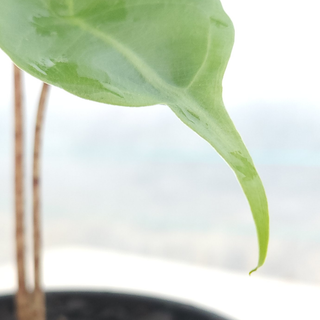 Alocasia macrorrhiza Stingray