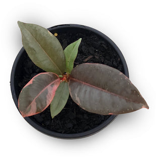Ficus elastica Ruby