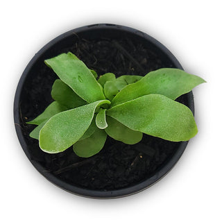 Platycerium bifurcatum Netherlands (Elkhorn Fern)