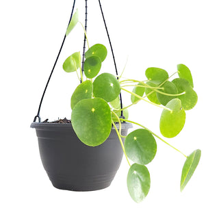 Pilea peperomioides (Chinese Money Plant)