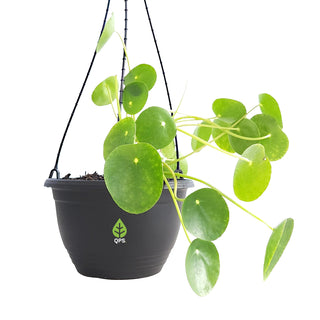 Pilea peperomioides (Chinese Money Plant)