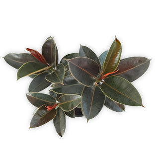 Ficus elastica Melany