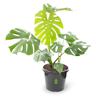 Monstera deliciosa (Swiss Cheese Plant)