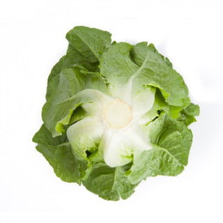 Cos Lettuce Seedlings