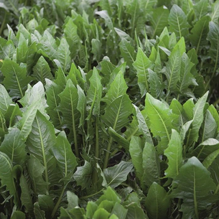 Chicory Seedlings