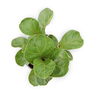 Ficus lyrata