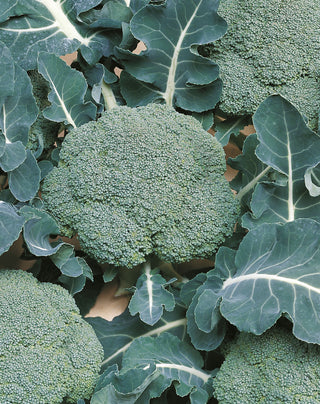 Certified Organic Broccoli Seed