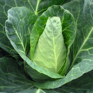 Certified Organic Pointed Headed Cabbage Seed