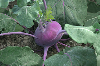 Certified Organic Kohlrabi Seed