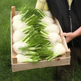 Certified Organic Fennel Seed