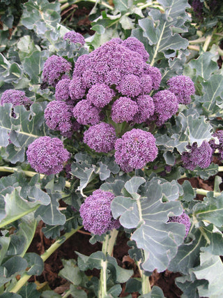 Certified Organic Purple Bunching Broccoli Seed