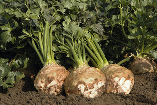 Certified Organic Celeriac Seed