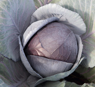 Certified Organic Red Cabbage Seed