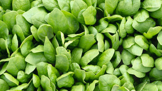 Certified Organic Spinach Seed