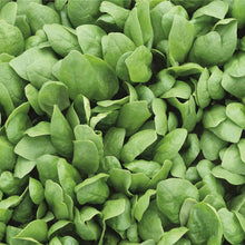 Load image into Gallery viewer, Spinach Seedlings
