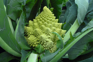 Certified Organic Romanesco (Broccoflower) Seed