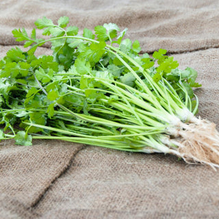 Coriander Seedlings