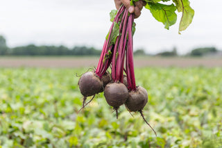 Certified Organic Beetroot Seed