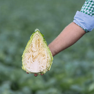 Certified Organic Pointed Headed Cabbage Seed