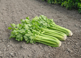 Certified Organic Celery Seed