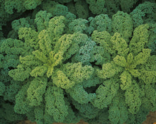 Load image into Gallery viewer, Certified Organic Kale Seed
