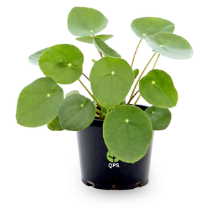 Pilea peperomioides (Chinese Money Plant)