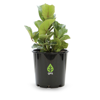 Ficus lyrata