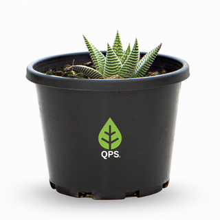 Haworthia limifolia Spider White