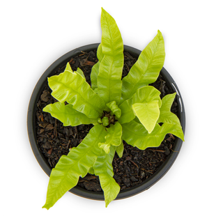 Asplenium nidus Crispy Wave Fern