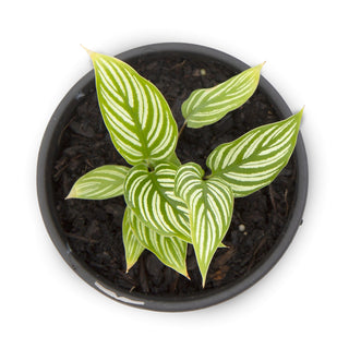 Calathea elliptica Vittata