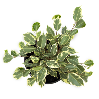 Ficus benjamina Variegata