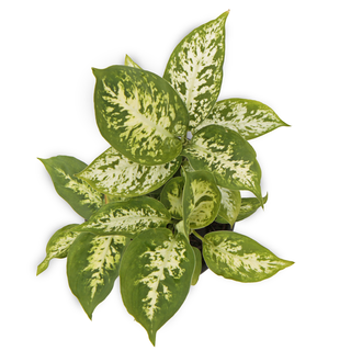 Dieffenbachia hybrida Amy