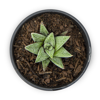 Haworthia limifolia Spider White