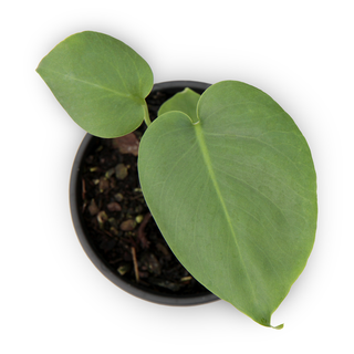 Monstera deliciosa (Swiss Cheese Plant)