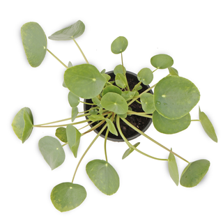 Pilea peperomioides (Chinese Money Plant)