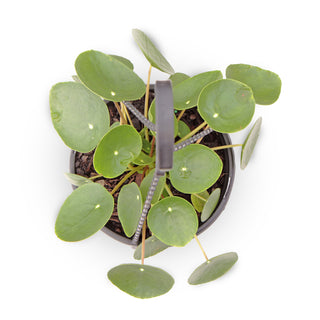 Pilea peperomioides (Chinese Money Plant)
