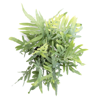 Phlebodium aureum Blue Star