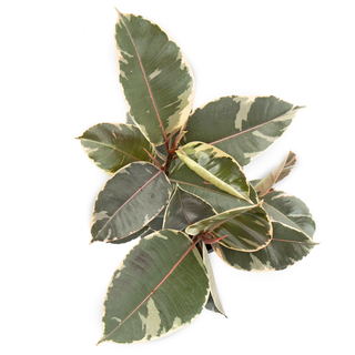 Ficus elastica Tineke