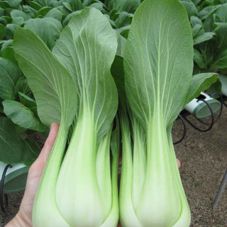 Bok Choy / Pak Choy Seedlings - Quality Plants &  Seedlings