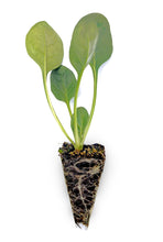 Load image into Gallery viewer, Spinach Seedlings
