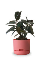Load image into Gallery viewer, Designer Plant Pot
