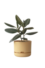 Load image into Gallery viewer, Designer Plant Pot
