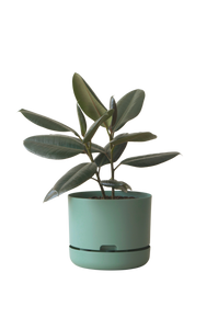 Designer Plant Pot